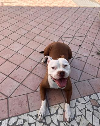 Regalasi pittbull DOLCISSIMA