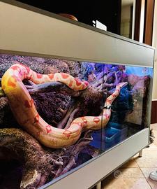 Boa constrictor Albino Sunglow