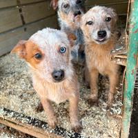 Australian cattle dog/ Pastore australiano