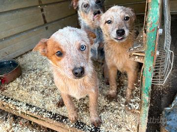 Australian cattle dog/ Pastore australiano