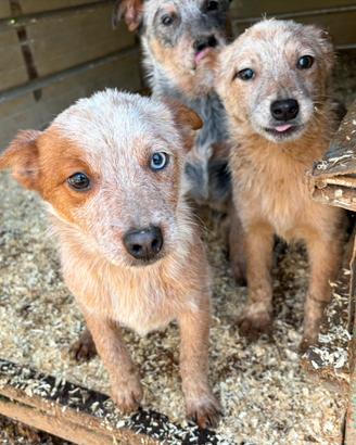 Australian cattle dog/ Pastore australiano