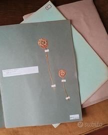 ERBARIO EPOCA DIDATTICO ANTICO NO PARAVIA VALLARDI