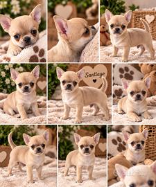 Cucciolo chihuahua pelo corto