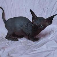 Cuccioli di sphynx trasporto in tutta italia