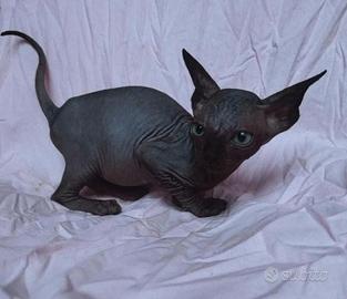 Cuccioli di sphynx trasporto in tutta italia