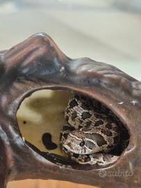 Serpente nasicus