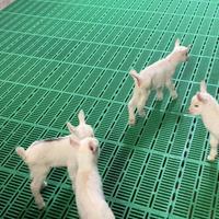 Pavimento grigliato capretti suinetti