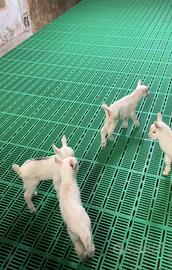 Pavimento grigliato capretti suinetti