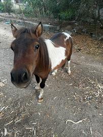 Pony