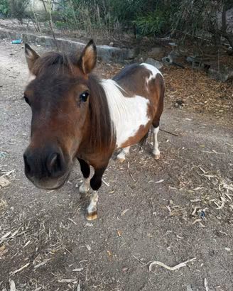 Pony
