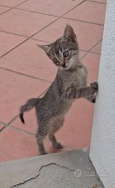 Gattino circa 2 mesi