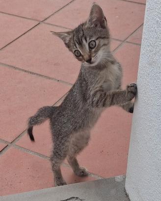 Gattino circa 2 mesi