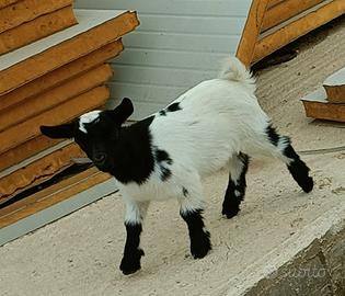 Caprette tibetane