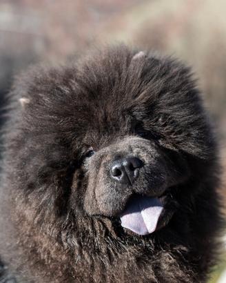Chow chow Maschio Blu Disp Accoppiamento