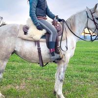 Cavalli in fida e mezza fida