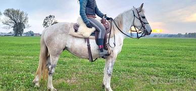 Cavalli in fida e mezza fida