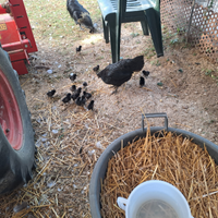 Pulcini cemani