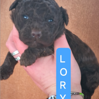 Disponibili cuccioli Lagotto con pedigree roi