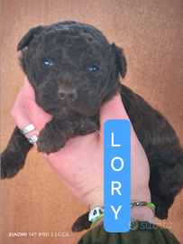 Disponibili cuccioli Lagotto con pedigree roi