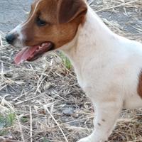 Jack russell