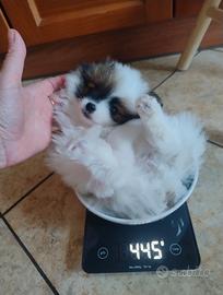 Pomerania Toy