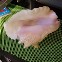 guscio strombo gigante