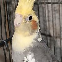 Pappagalli pappagallo calopsite