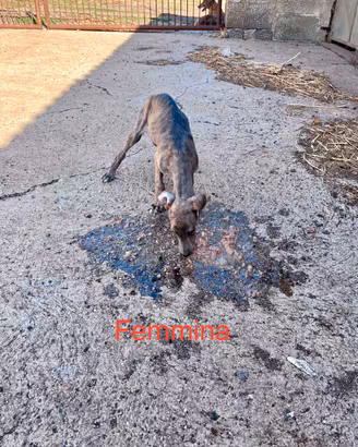 Cuccioli di levriero sardo