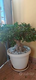 bonsai