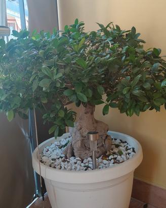 bonsai