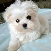 Maltese Toy