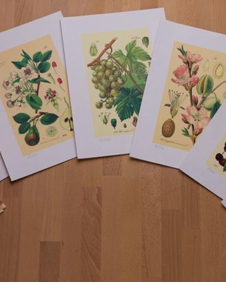 STAMPE PIANTE DA FRUTTO: 6 splendide litografie