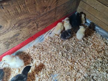 Pulcini marans nero ramato e bianchi splash