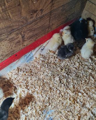 Pulcini marans nero ramato e bianchi splash