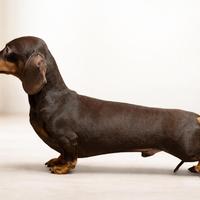 Bassotto Tedesco Maschio ENCI - MO N TA