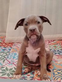 Cucciolo di Pitbull