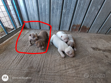 Cuccioli di Pitbull