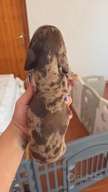 Cuccioli bassotto