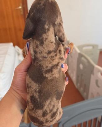 Cuccioli bassotto