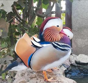 Polli ornamentali