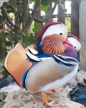 Polli ornamentali