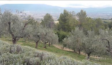 ULIVETO di circa 100 alberi