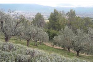 ULIVETO di circa 100 alberi