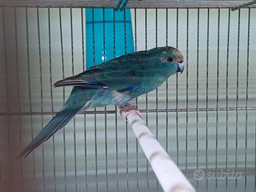 Pappagallo Kakariki femmina Blu