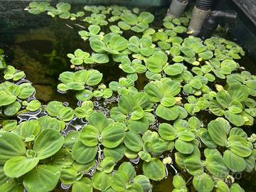 Pistia pianta galleggiante facile con omaggio