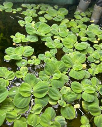 Pistia pianta galleggiante facile con omaggio