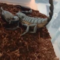 Scorpioni ( Heterometrus Laoticus )