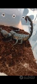 Scorpioni ( Heterometrus Laoticus )