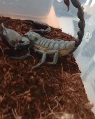 Scorpioni ( Heterometrus Laoticus )