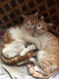 GATTINI 1 anno maschio e femmina